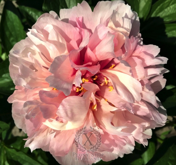 Peony Song of the Nereid