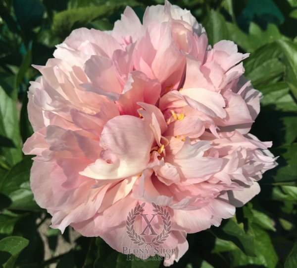 Peony Song of the Nereid, image 3 of 5