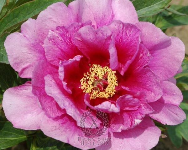 Peony Sonoma Amethyst