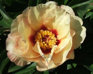 Thumbnail of Peony Sonoma Apricot, image 1 of 1