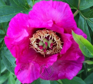 Thumbnail of Peony Sonoma By the Bay ~ Itoh Hybrid, image 1 of 1