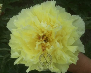 Thumbnail of Peony Sonoma Halo, image 1 of 1