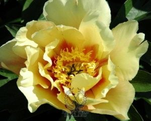 Thumbnail of Peony Sonoma Sun, image 1 of 1