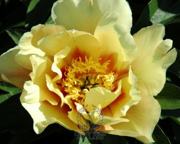 Peony Sonoma Sun, image 1 of 1