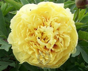 Thumbnail of Peony Sonoma Yedo, image 1 of 3