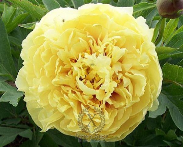 Peony Sonoma Yedo