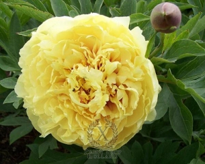 Thumbnail of Peony Sonoma Yedo, image 2 of 3