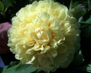 Thumbnail of Peony Sonoma Yedo, image 3 of 3