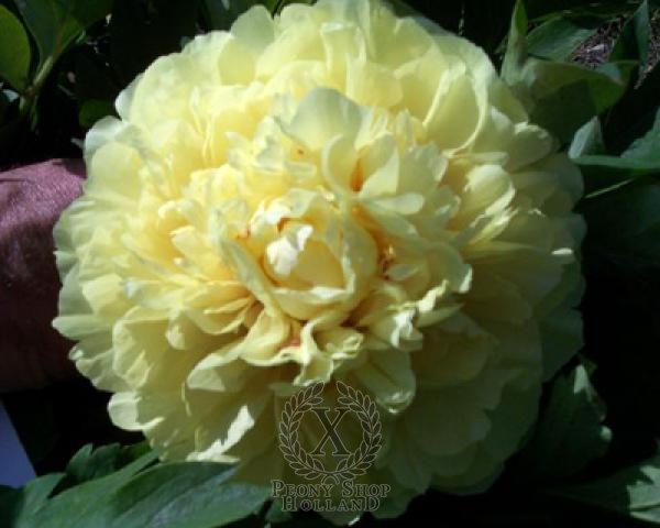 Peony Sonoma Yedo, image 3 of 3