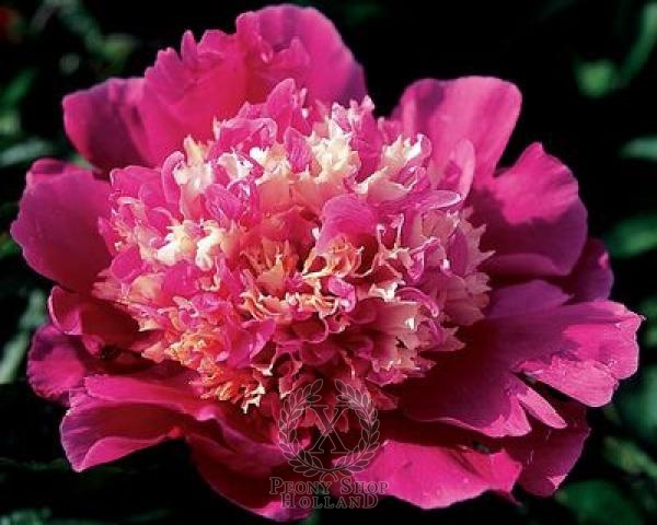 Peony Spiffy