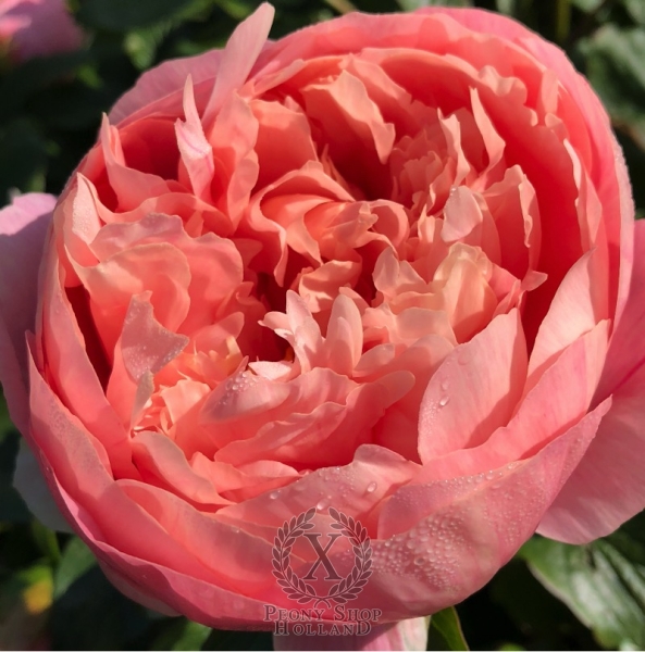 Peony Spirit of Silvanus®