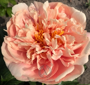 Thumbnail of Peony Spirit of Silvanus®, image 10 of 10