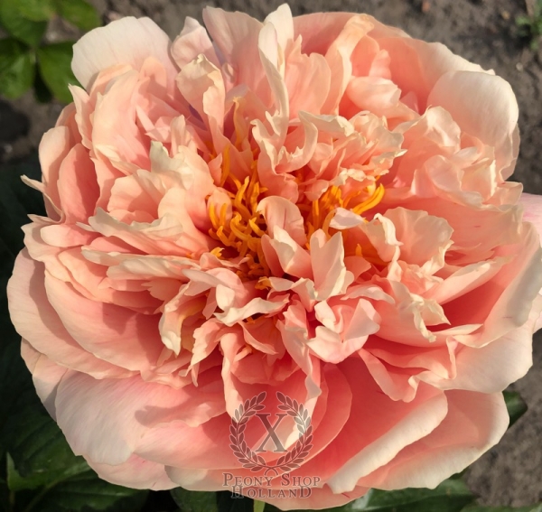 Peony Spirit of Silvanus®, image 10 of 10