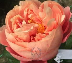 Thumbnail of Peony Spirit of Silvanus®, image 2 of 10