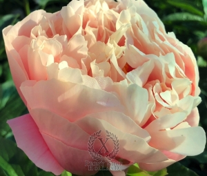 Thumbnail of Peony Spirit of Silvanus®, image 3 of 10