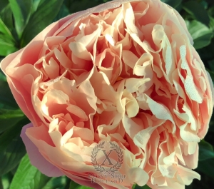 Thumbnail of Peony Spirit of Silvanus®, image 4 of 10