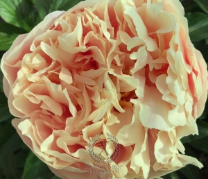 Thumbnail of Peony Spirit of Silvanus®, image 5 of 10