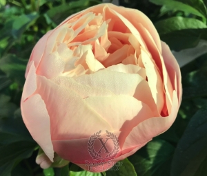 Thumbnail of Peony Spirit of Silvanus®, image 6 of 10