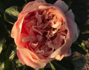 Thumbnail of Peony Spirit of Silvanus®, image 7 of 10