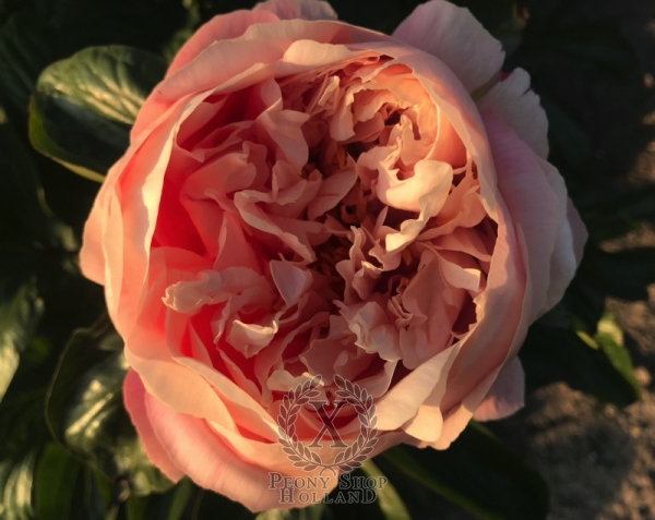 Peony Spirit of Silvanus®, image 7 of 10