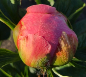 Thumbnail of Peony Spirit of Silvanus®, image 9 of 10