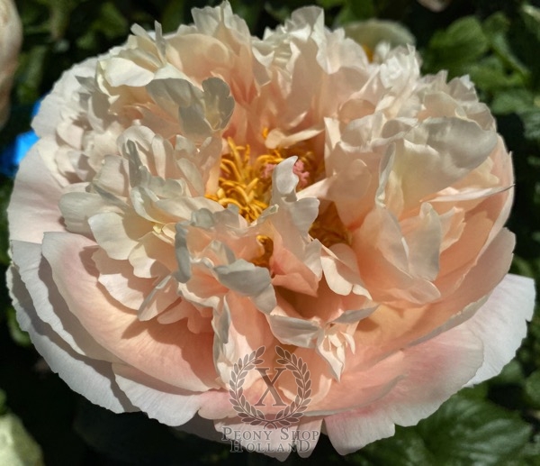 Peony Spring Nymph®, image 1 of 2