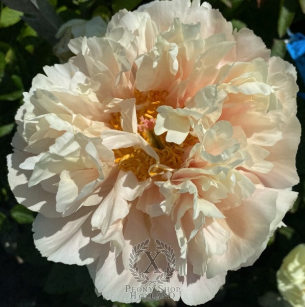 Peony Spring Nymph®, image 2 of 2