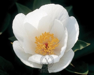 Thumbnail of Peony Squirt, image 1 of 1
