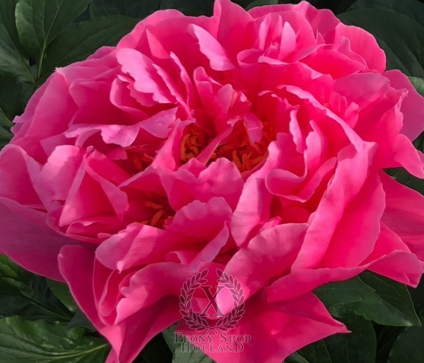 Peony Star of Venus