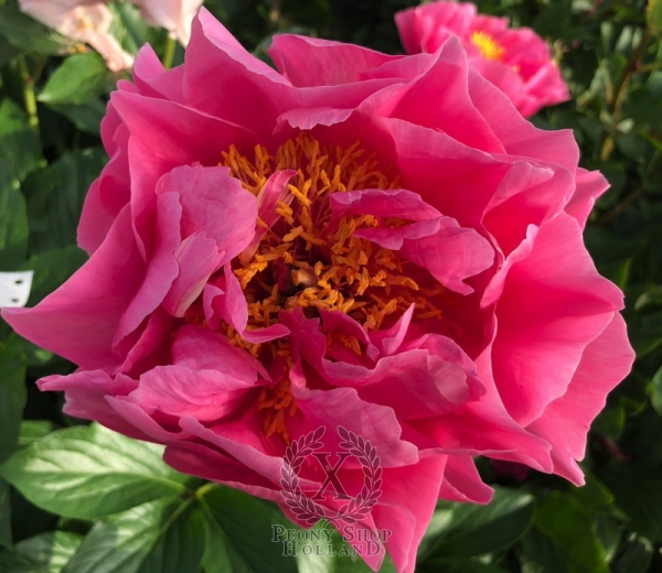 Peony Star of Venus, image 3 of 5