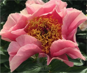 Thumbnail of Peony Star of Venus, image 4 of 5