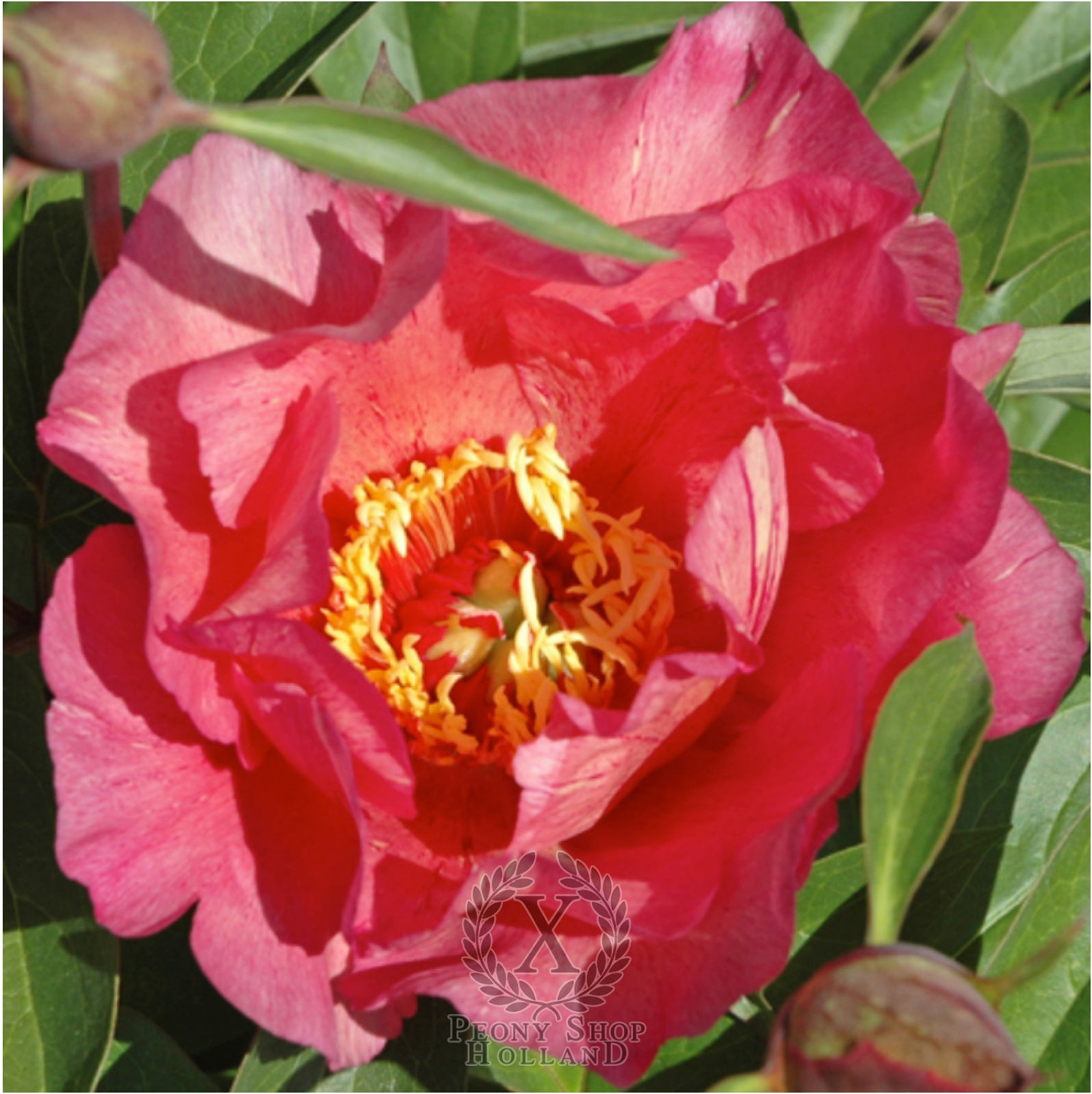 Peony Strawberry Blush at peony nursery