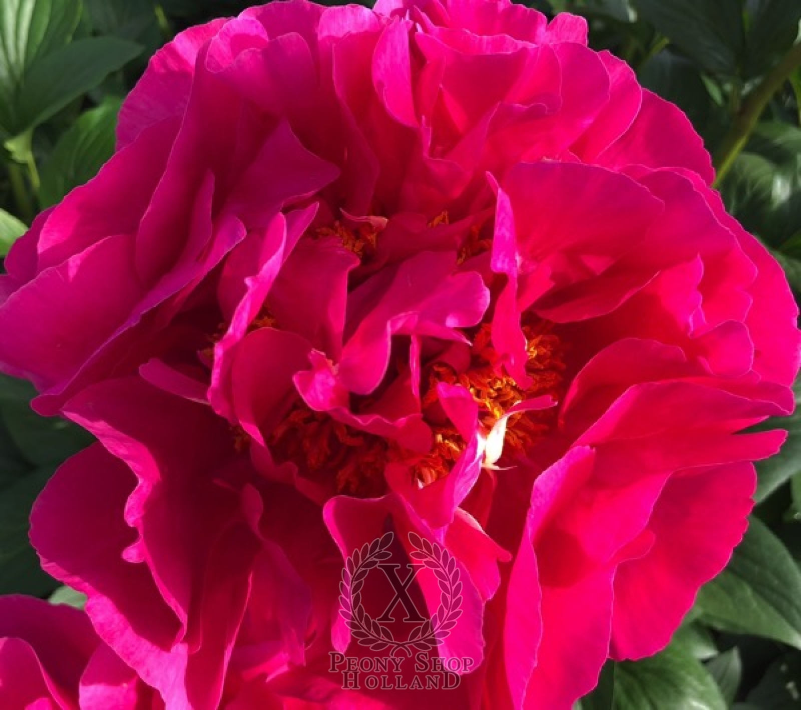 Deep Pink Dutch Peony - Individual floral stem