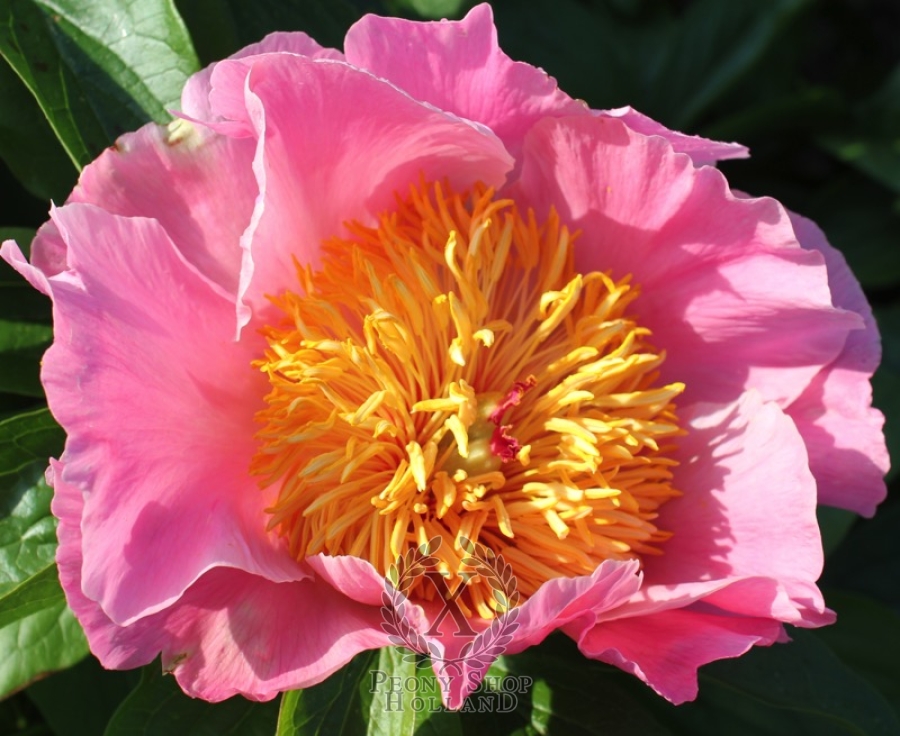 Peony Sugar N Spice at peony nursery