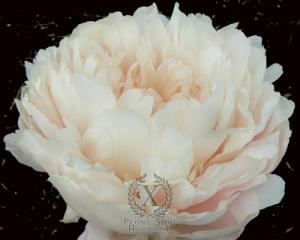 Thumbnail of Peony Summer Glow, image 1 of 1