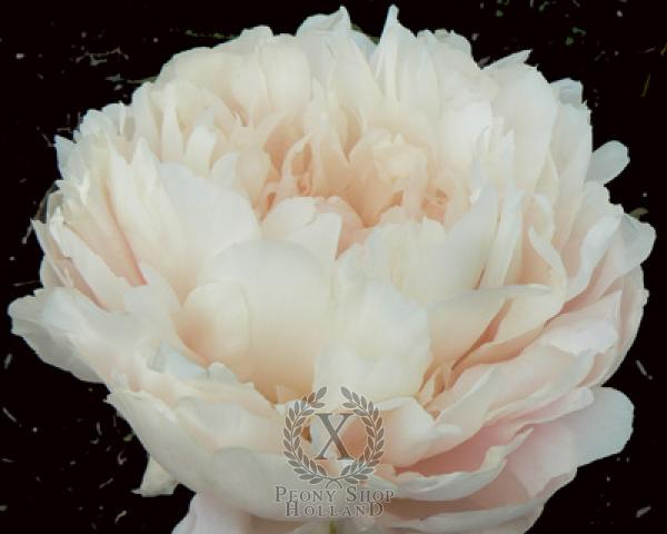 Peony Summer Glow