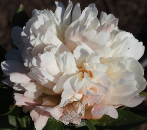 Thumbnail of Peony Sumvitg, image 1 of 1