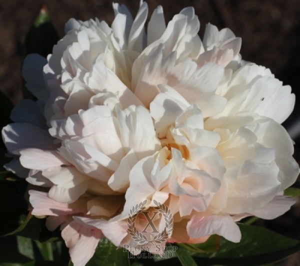 Peony Sumvitg, image 1 of 1