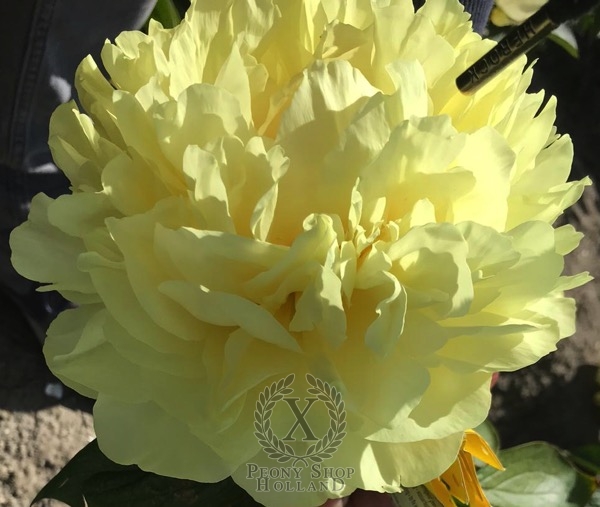 Peony Sun God