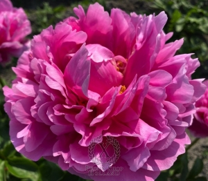 Thumbnail of Peony Sun Goddess, image 2 of 5