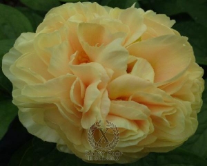 Thumbnail of Peony Sunny Boy, image 1 of 1