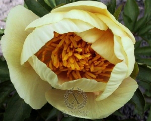 Thumbnail of Peony Sunny Day, image 1 of 1