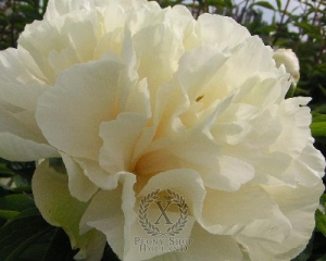 Thumbnail of Peony Sunny Girl, image 1 of 1