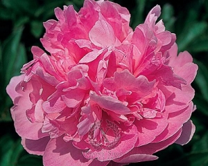 Thumbnail of Peony Susie Q, image 1 of 1