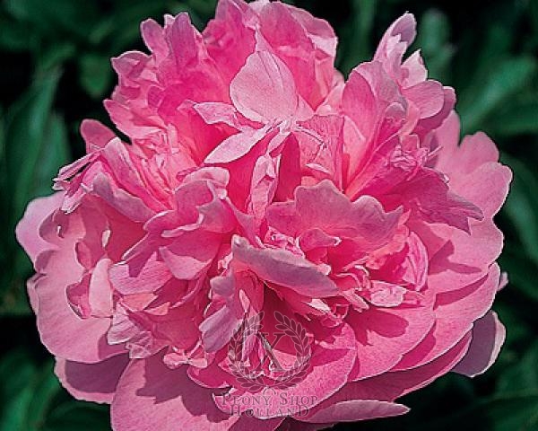 Peony Susie Q