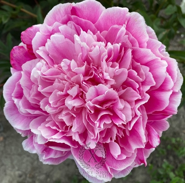 Peony Svetlana Udincewa, image 1 of 2