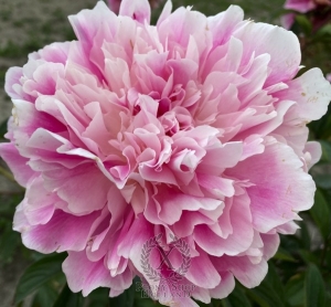 Thumbnail of Peony Svetlana Udincewa, image 2 of 2