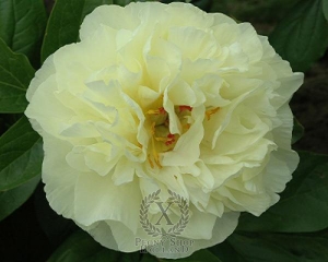 Thumbnail of Peony Sweet Lemonade, image 1 of 1