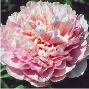 Thumbnail of Peony Sweet Rewards, image 1 of 1