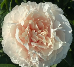 Thumbnail of Peony Tarpeian Rock®, image 1 of 6